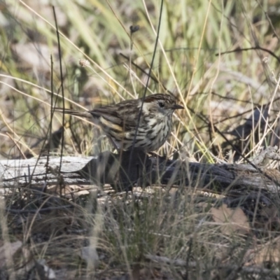 Pyrrholaemus sagittatus (Speckled Warbler) at Hawker, ACT - 6 Oct 2018 by Alison Milton