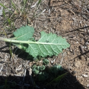 Salvia verbenaca var. verbenaca at Griffith, ACT - 7 Oct 2018 02:46 PM