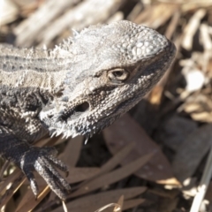 Pogona barbata (Eastern Bearded Dragon) at Hawker, ACT - 7 Oct 2018 by AlisonMilton