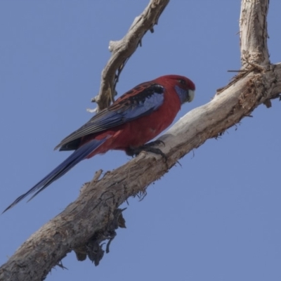 Platycercus elegans (Crimson Rosella) at Hawker, ACT - 6 Oct 2018 by Alison Milton