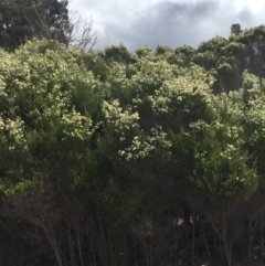 Melaleuca ericifolia (Swamp Paperbark) at Cuttagee, NSW - 8 Oct 2018 by loumcc