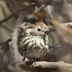 Pyrrholaemus sagittatus (Speckled Warbler) at The Pinnacle - 6 Oct 2018 by Alison Milton