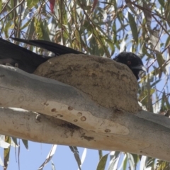 Corcorax melanorhamphos (White-winged Chough) at Dunlop, ACT - 6 Oct 2018 by AlisonMilton