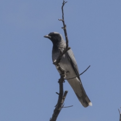 Coracina novaehollandiae (Black-faced Cuckooshrike) at Dunlop, ACT - 6 Oct 2018 by Alison Milton