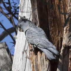 Callocephalon fimbriatum (Gang-gang Cockatoo) at Dunlop, ACT - 7 Oct 2018 by AlisonMilton
