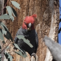 Callocephalon fimbriatum at Dunlop, ACT - 7 Oct 2018