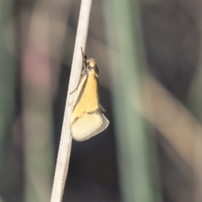 Philobota undescribed species near arabella (A concealer moth) at Hawker, ACT - 7 Oct 2018 by AlisonMilton