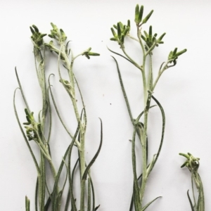 Senecio quadridentatus at Yarralumla, ACT - 5 Oct 2018