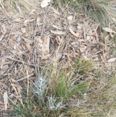 Senecio quadridentatus at Yarralumla, ACT - 5 Oct 2018 10:30 AM