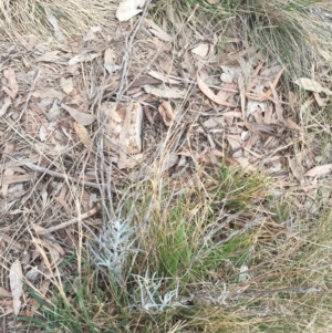 Senecio quadridentatus at Yarralumla, ACT - 5 Oct 2018