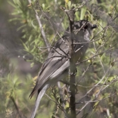 Pachycephala pectoralis (Golden Whistler) at The Pinnacle - 7 Oct 2018 by AlisonMilton