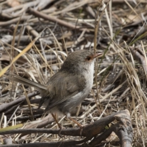 Malurus cyaneus at Hawker, ACT - 7 Oct 2018