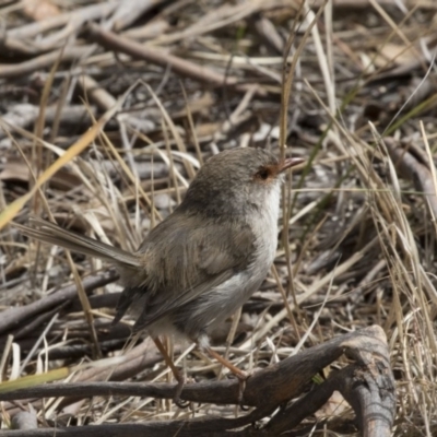 Malurus cyaneus (Superb Fairywren) at The Pinnacle - 7 Oct 2018 by AlisonMilton