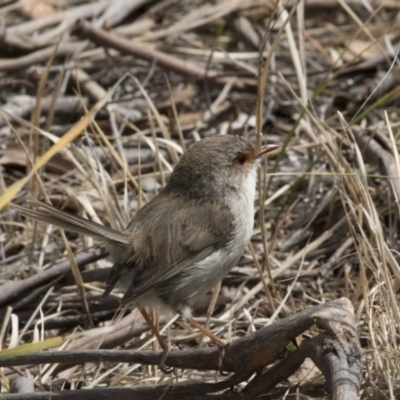 Malurus cyaneus (Superb Fairywren) at Hawker, ACT - 7 Oct 2018 by AlisonMilton