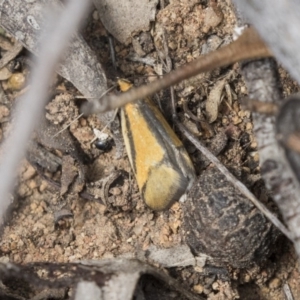 Philobota undescribed species near arabella at Dunlop, ACT - 7 Oct 2018