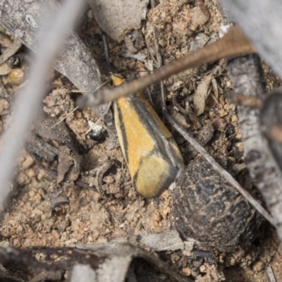 Philobota undescribed species near arabella (A concealer moth) at Dunlop, ACT - 7 Oct 2018 by Alison Milton