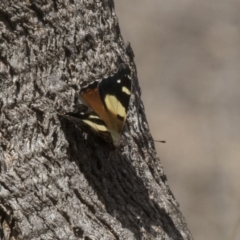 Vanessa itea (Yellow Admiral) at Hawker, ACT - 7 Oct 2018 by Alison Milton