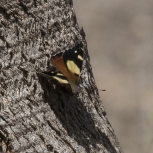 Vanessa itea at Hawker, ACT - 7 Oct 2018 12:00 PM