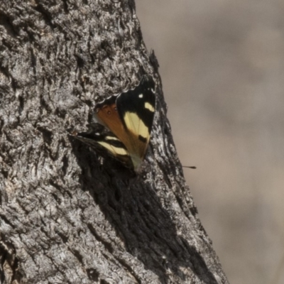 Vanessa itea (Yellow Admiral) at Hawker, ACT - 7 Oct 2018 by Alison Milton