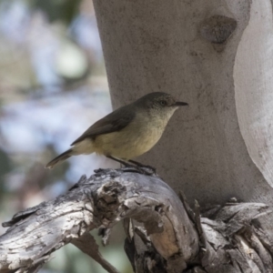 Acanthiza reguloides at Hawker, ACT - 7 Oct 2018