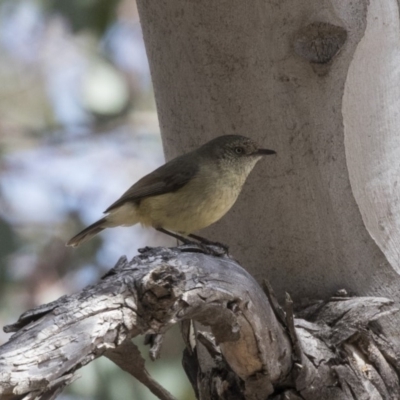 Acanthiza reguloides (Buff-rumped Thornbill) at The Pinnacle - 7 Oct 2018 by AlisonMilton