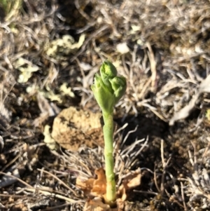 Hymenochilus sp. at Majura, ACT - 8 Oct 2018