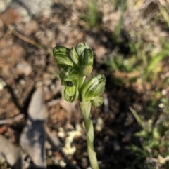 Hymenochilus bicolor (ACT) = Pterostylis bicolor (NSW) (Black-tip Greenhood) at Majura, ACT - 8 Oct 2018 by AaronClausen