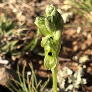 Hymenochilus bicolor at Majura, ACT - 8 Oct 2018