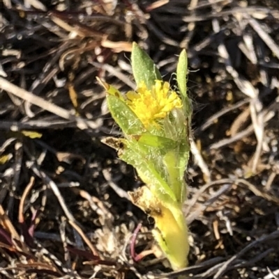 Triptilodiscus pygmaeus (Annual Daisy) at Majura, ACT - 8 Oct 2018 by AaronClausen