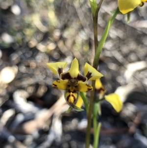 Diuris pardina at Majura, ACT - suppressed