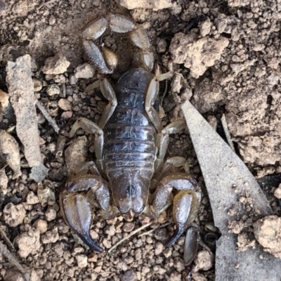 Urodacus manicatus (Black Rock Scorpion) at Mount Majura - 8 Oct 2018 by AaronClausen