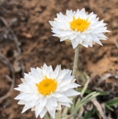 Leucochrysum albicans subsp. tricolor (Hoary Sunray) at Majura, ACT - 8 Oct 2018 by AaronClausen