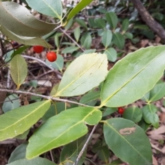 Elaeodendron australe var. australe (red olive plum) at Cullendulla Creek Nature Reserve - 27 Aug 2017 by Di