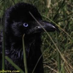 Corvus coronoides (Australian Raven) at Fyshwick, ACT - 7 Oct 2018 by JonSteinbeck