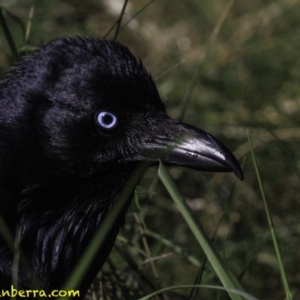 Corvus coronoides at Fyshwick, ACT - 7 Oct 2018