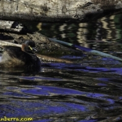 Tachybaptus novaehollandiae (Australasian Grebe) at Fyshwick, ACT - 7 Oct 2018 by BIrdsinCanberra