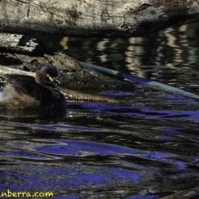 Tachybaptus novaehollandiae (Australasian Grebe) at Fyshwick, ACT - 7 Oct 2018 by BIrdsinCanberra