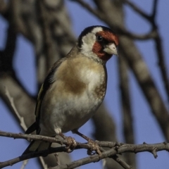 Carduelis carduelis (European Goldfinch) at Fyshwick, ACT - 6 Oct 2018 by BIrdsinCanberra