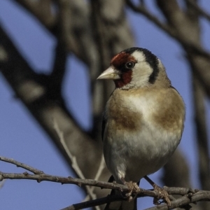 Carduelis carduelis at Fyshwick, ACT - 7 Oct 2018