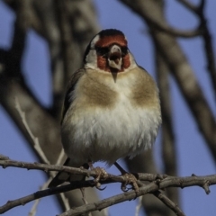 Carduelis carduelis at Fyshwick, ACT - 7 Oct 2018 08:39 AM