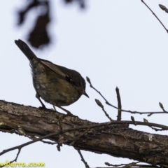 Sericornis frontalis at Campbell, ACT - 7 Oct 2018 08:23 AM