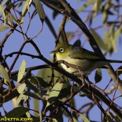 Zosterops lateralis (Silvereye) at Fyshwick, ACT - 6 Oct 2018 by BIrdsinCanberra