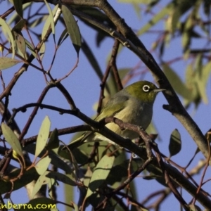 Zosterops lateralis at Fyshwick, ACT - 7 Oct 2018