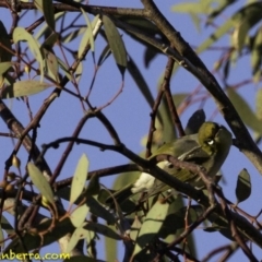 Zosterops lateralis at Fyshwick, ACT - 7 Oct 2018