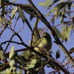 Zosterops lateralis at Fyshwick, ACT - 7 Oct 2018