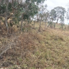 Themeda triandra at Yarralumla, ACT - 5 Oct 2018 10:30 AM