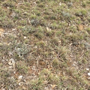 Themeda triandra at Yarralumla, ACT - 5 Oct 2018 10:30 AM