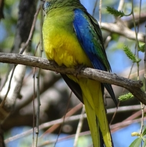 Neophema pulchella at Fyshwick, ACT - 8 Oct 2018