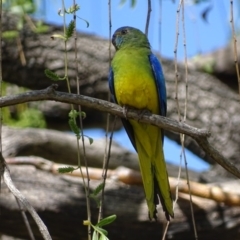 Neophema pulchella at Fyshwick, ACT - 8 Oct 2018