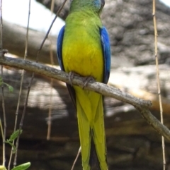 Neophema pulchella at Fyshwick, ACT - suppressed